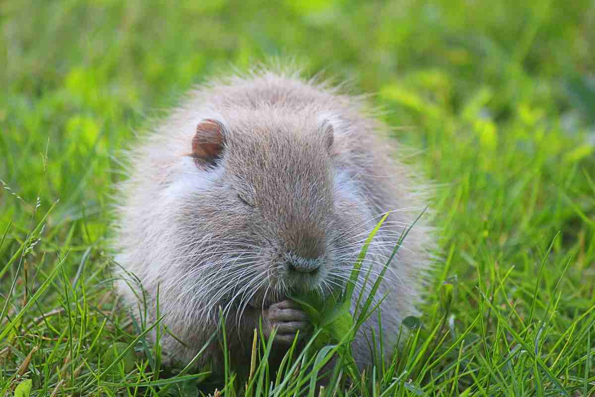 nutria animale