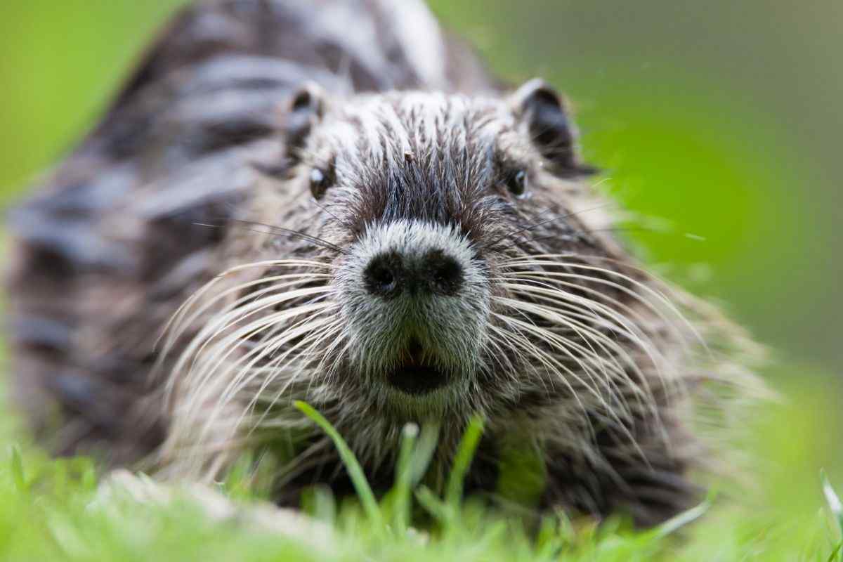 nutria cura