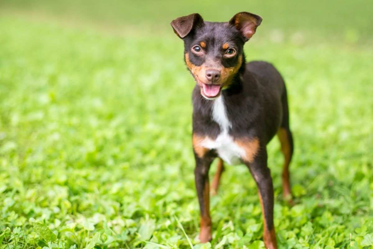 pinscher chihuahua incrocio razza