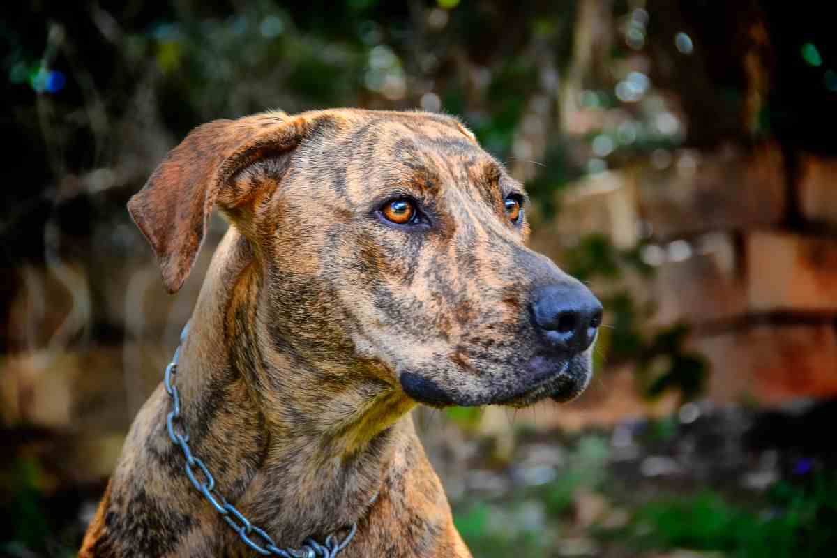 Plott Hound