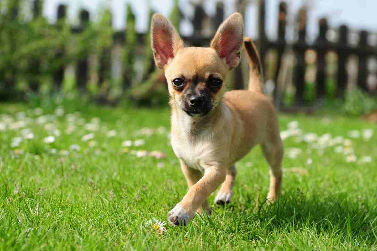 Pinscher Chihuahua
