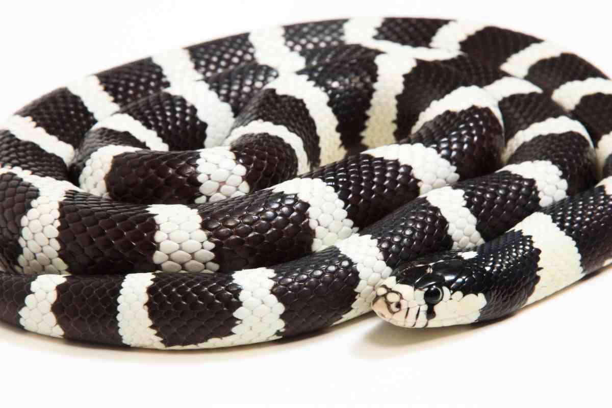 I vari serpenti reali (famiglia Lampropeltis)