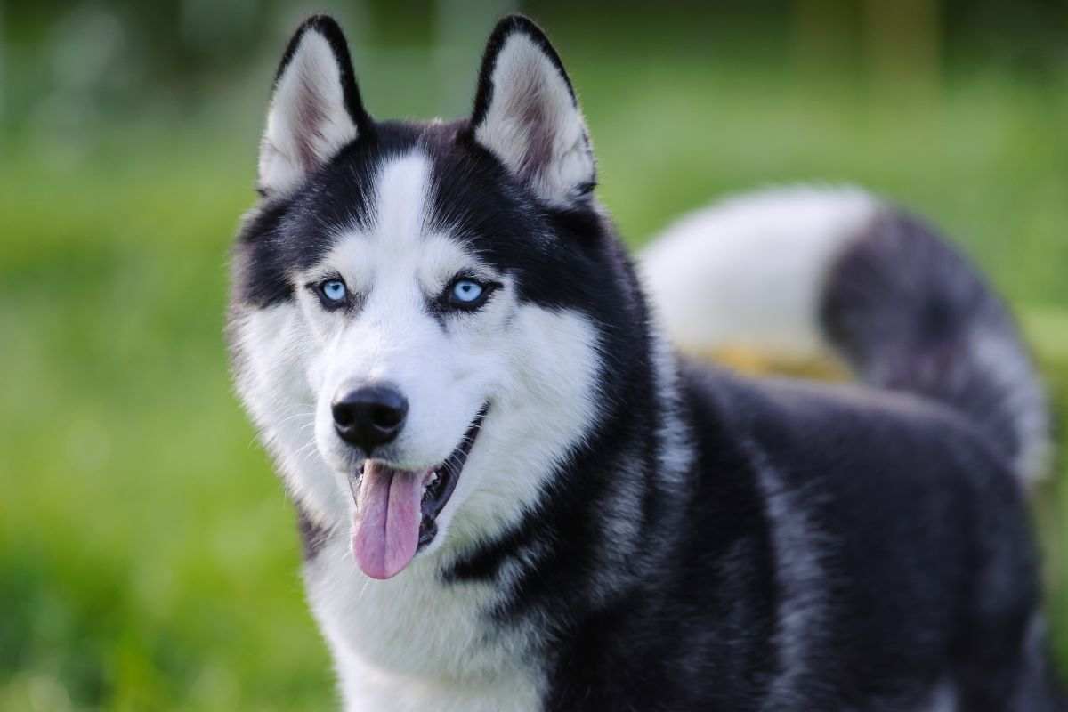 Siberian Husky