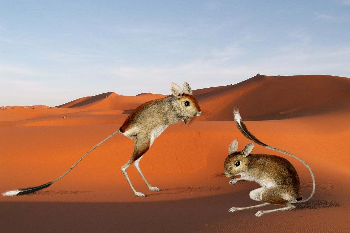 topo del deserto