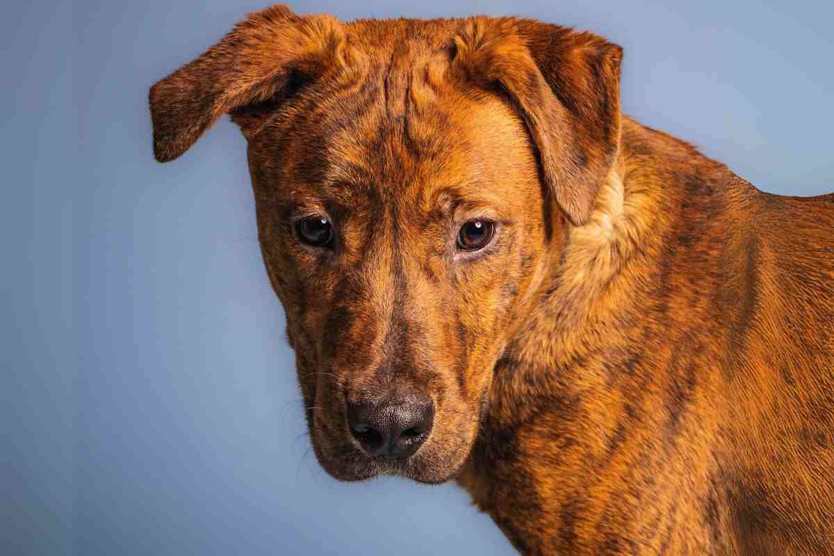 Treeing Tennessee Brindle
