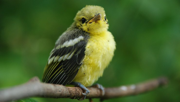 uccellino verde