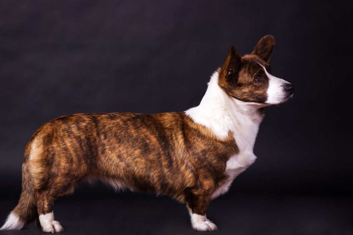 Welsh Corgi