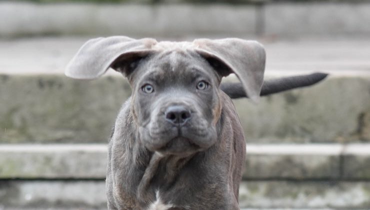 Cucciolo di cane grigio corre in strada