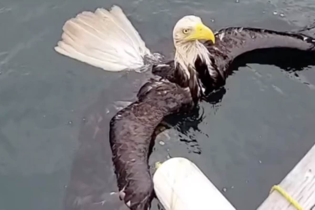 Aquila calva immersa nell’acqua