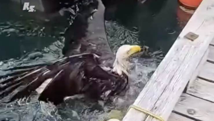 Aquila calva cerca uscire dall’acqua