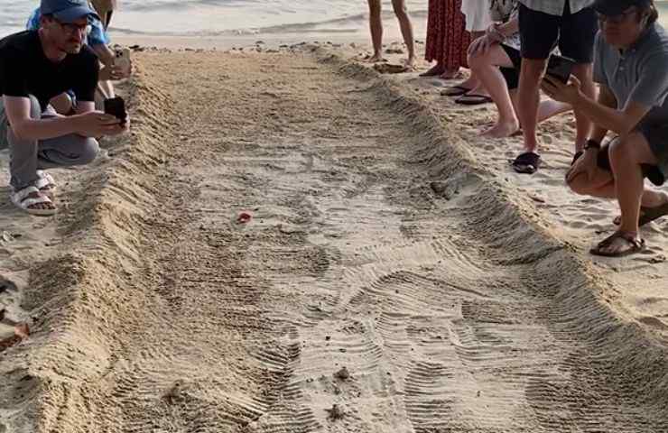 Persone in spiaggia che guardano le tartarughe
