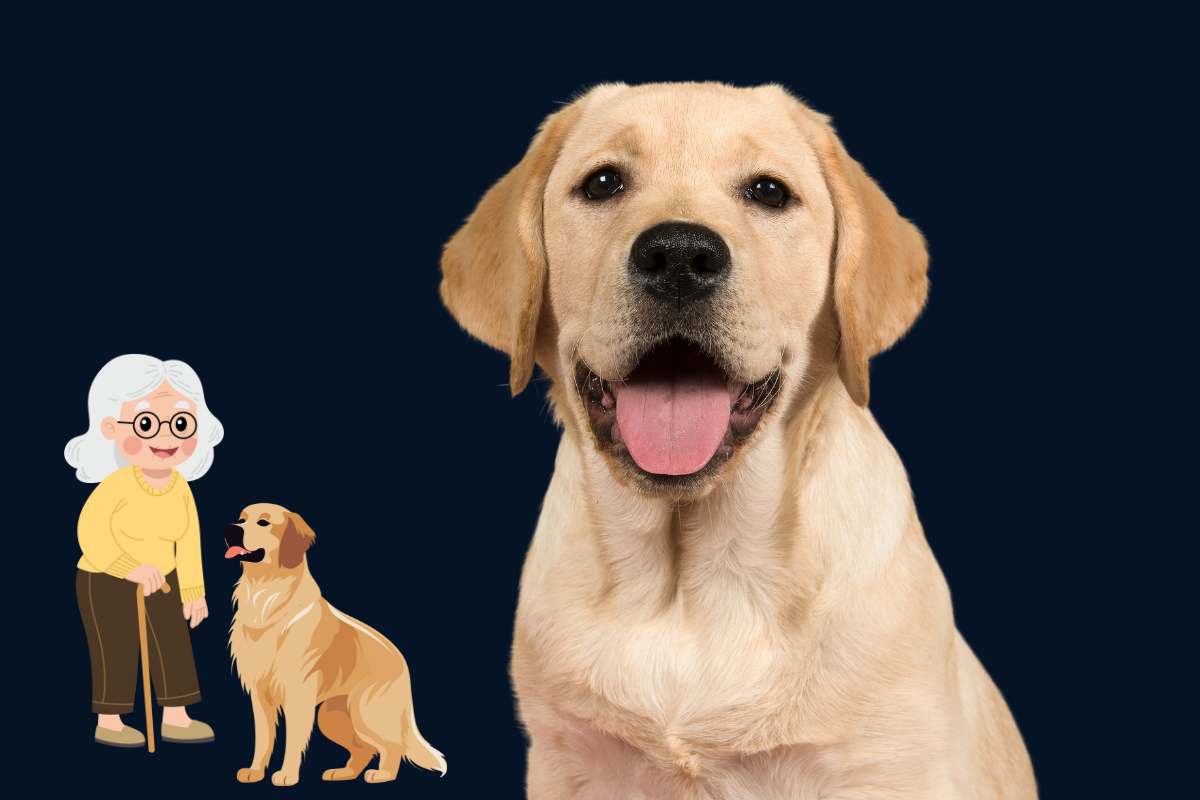 labrador