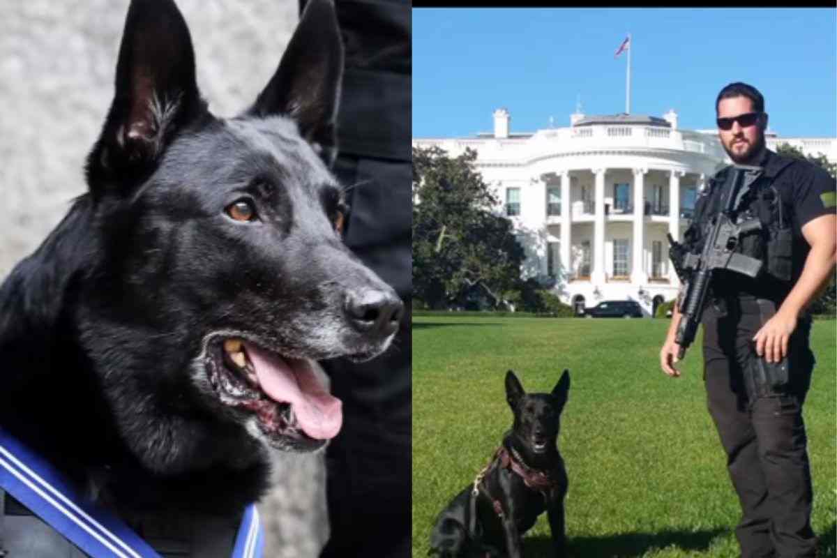 Cane da lavoro e il suo conduttore alla casa bianca
