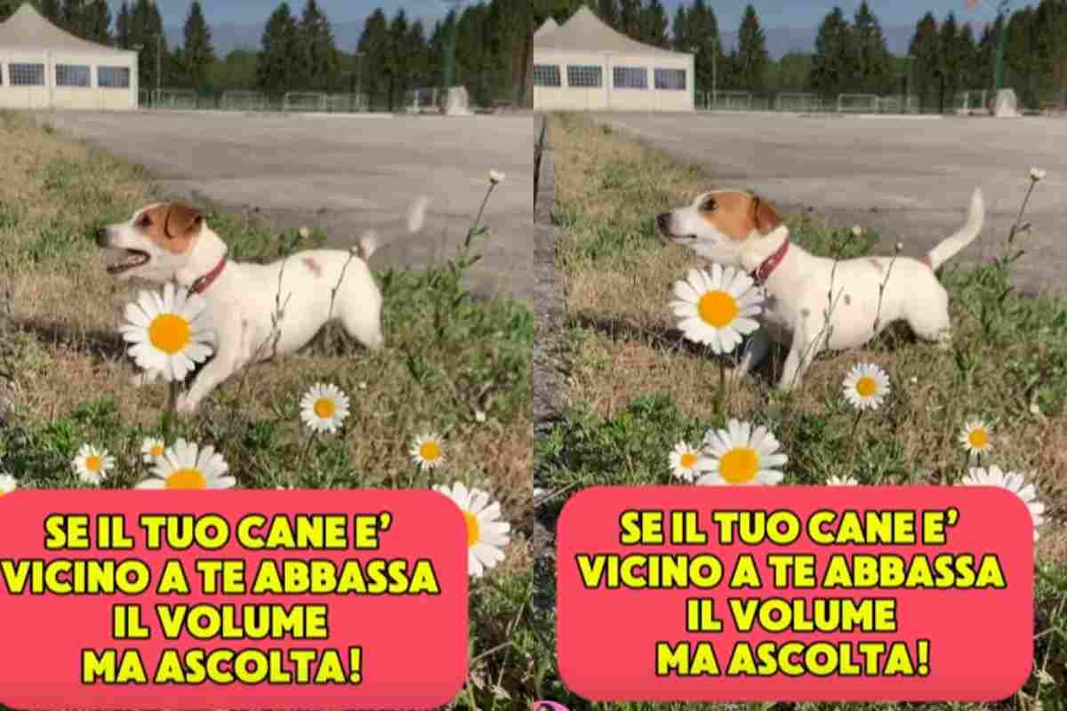 Cane in un prato che abbaia