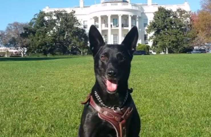 Cane alla white house