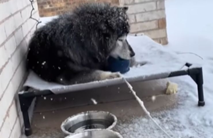 Cane e ciotola all'esterno