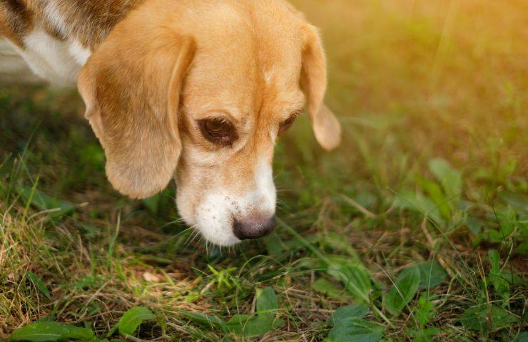 Cane annusa terreno