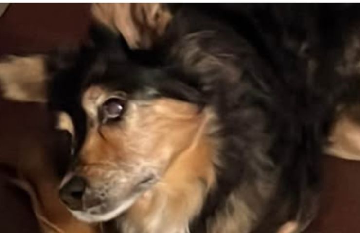 Cane Nana anziano