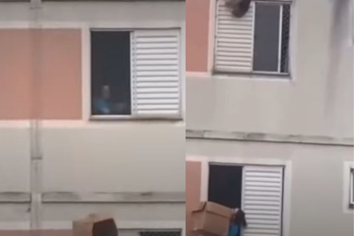 Cane dal quinto piano
