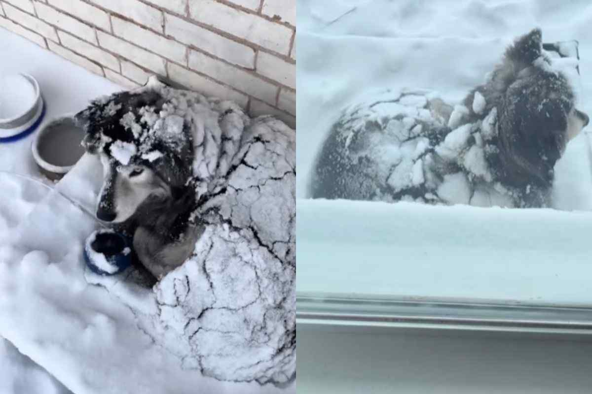 Cane travolto dalla tempesta di neve