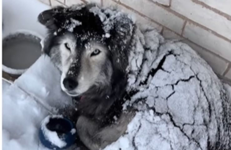 Cane appartenente a una razza da neve