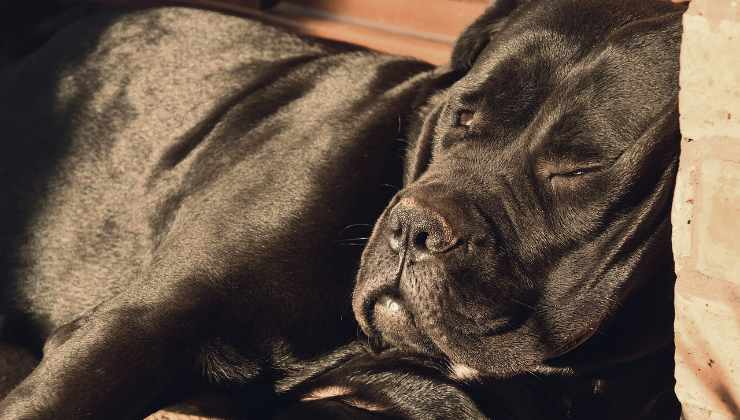 Cane corso a terra privo di sensi