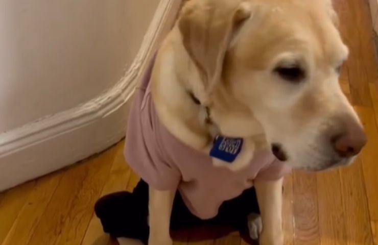 Cane guida in casa con la sua padrona