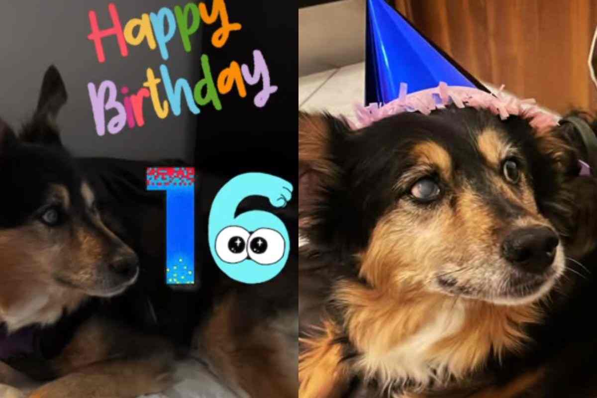 Cane malato compie gli anni