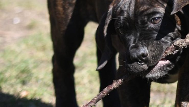 Piccolo cane stringe con la bocca un pezzo di legno