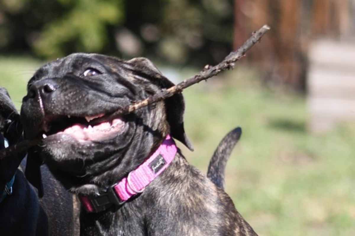 Cucciolo di cane con ramo tra i denti