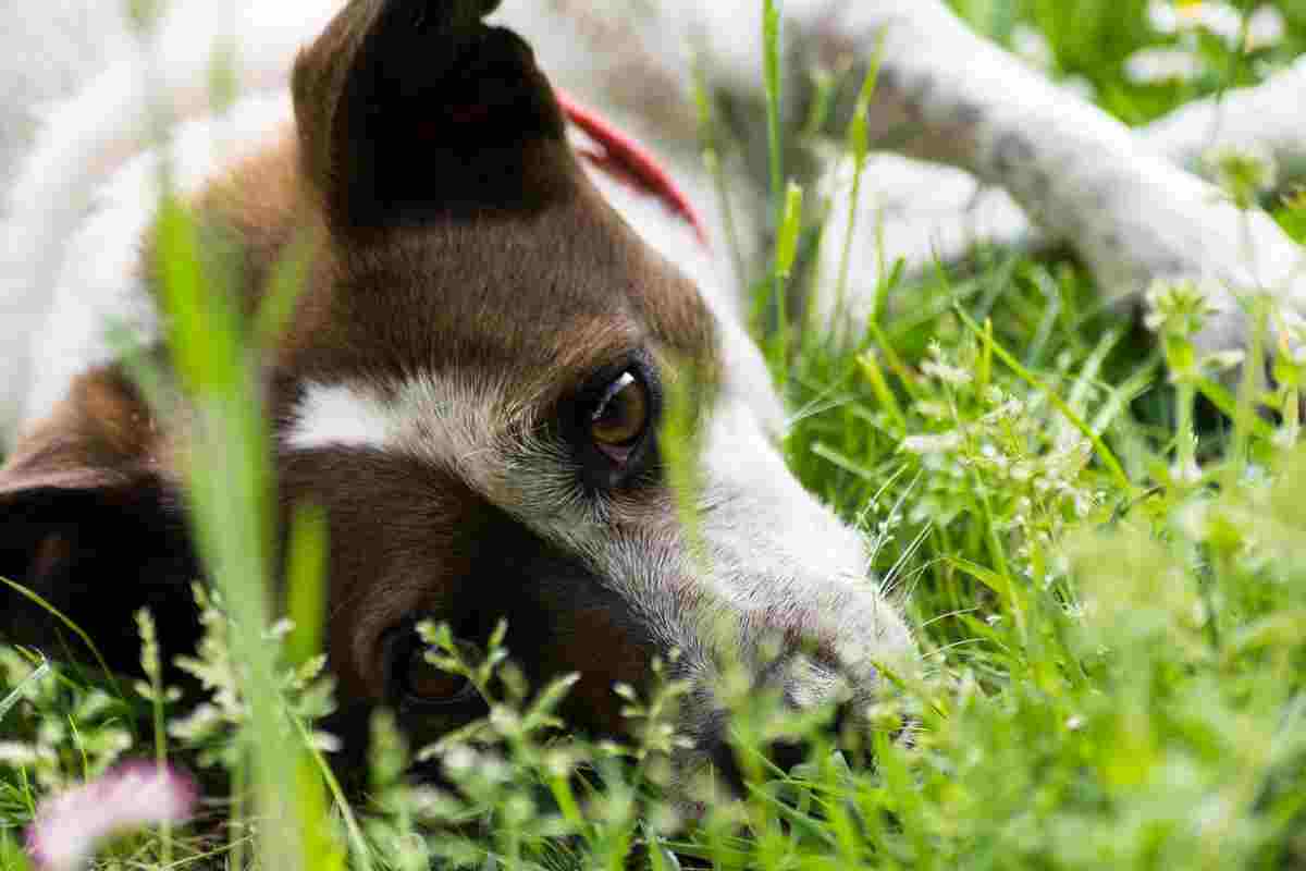 Cane sdraiato in giardino dopo avvelenamento