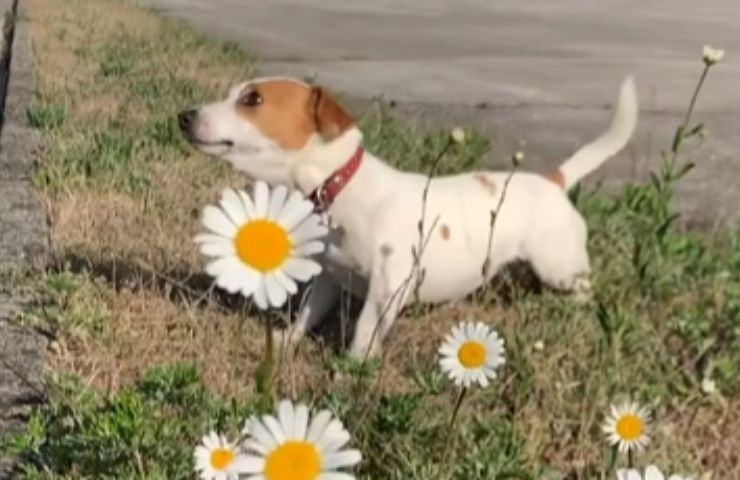 Cane abbaia nel video