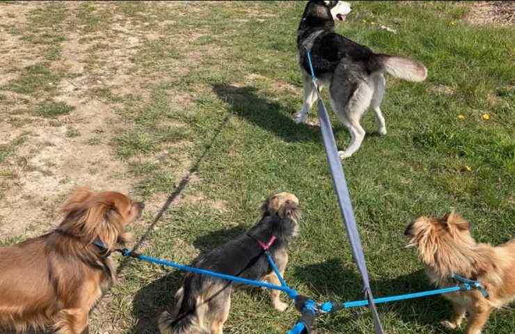 Cani in giardino al guinzaglio