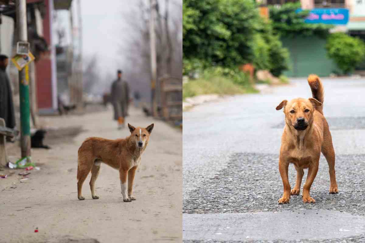 Cani in strada