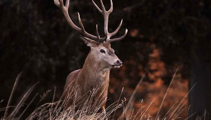 Animale selvatico nella natura