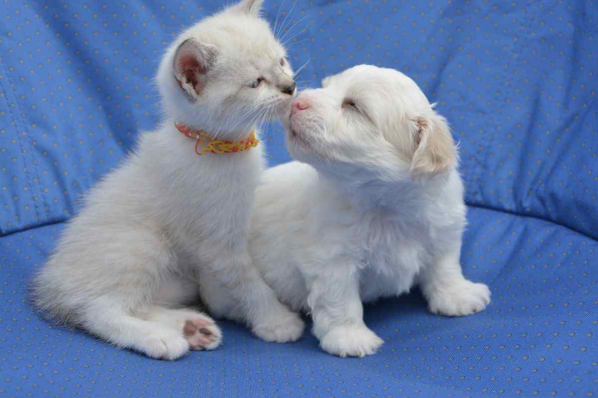 Gatta che gioca col cane
