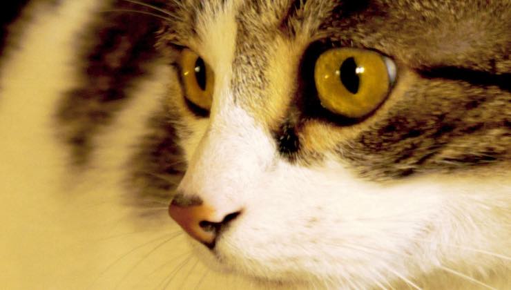Gatto dal muso bianco con gli occhi aperti