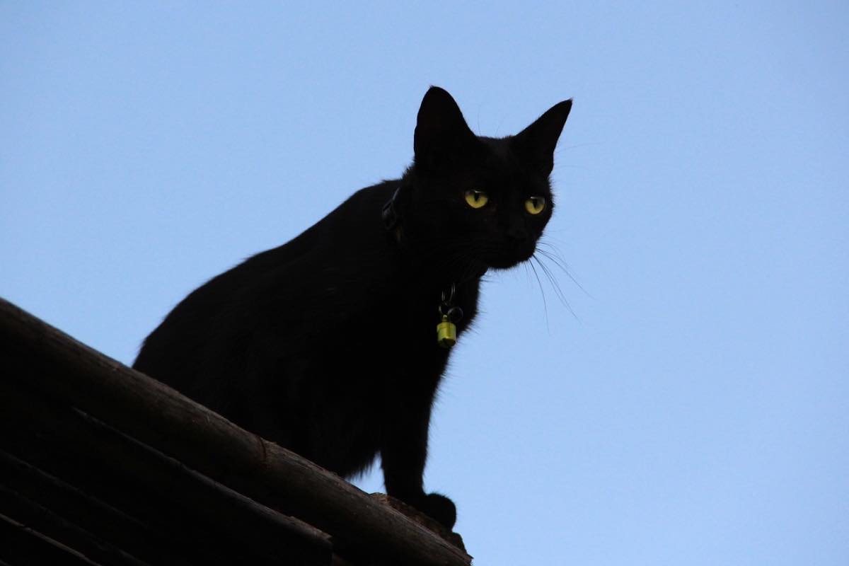Gatto nero sul tetto con sguardo perso nel vuoto