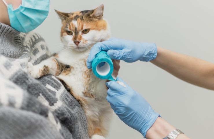 Gatto dal veterinario