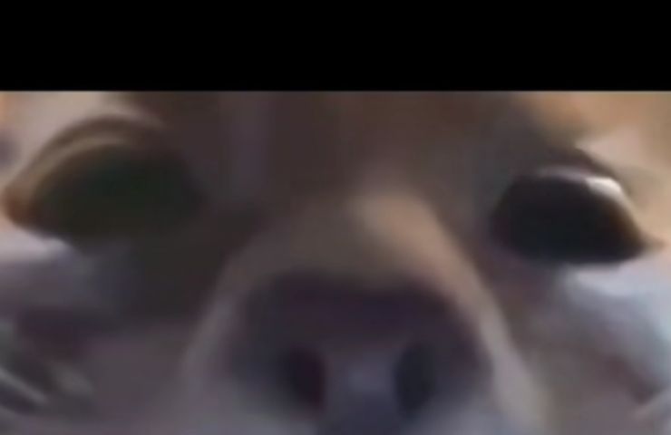 Gatto in video