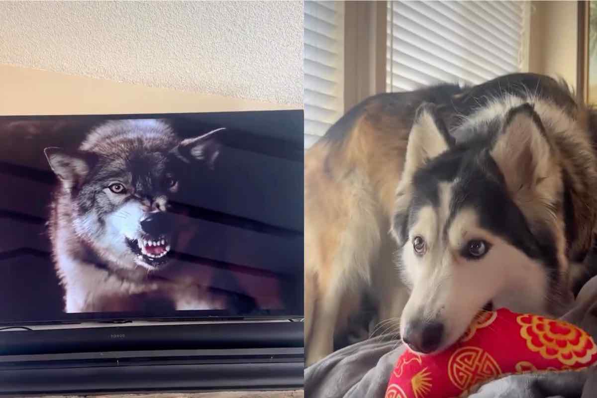 Cane stringe un peluche rosso mentre guarda il film