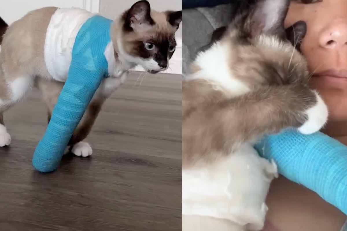 Gatto con una zampa rotta fasciata di blu