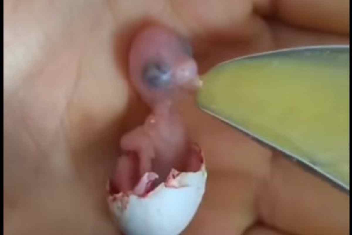 Comincia tutto con un piccolo uovo da cui nasce una creatura stupenda -