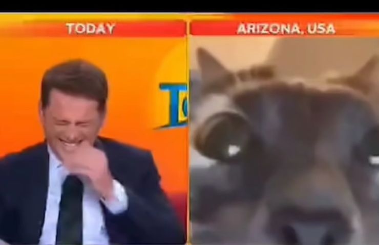 Video dell'intervista al gatto