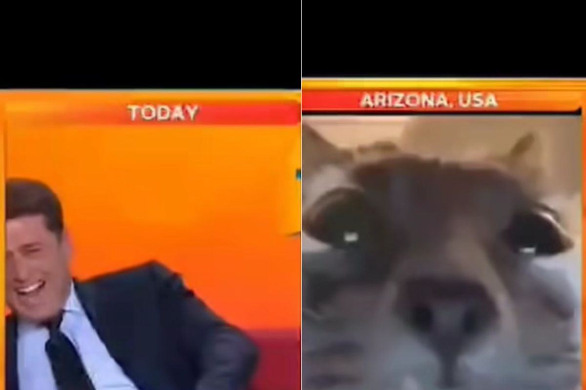 Intervista al gatto via web