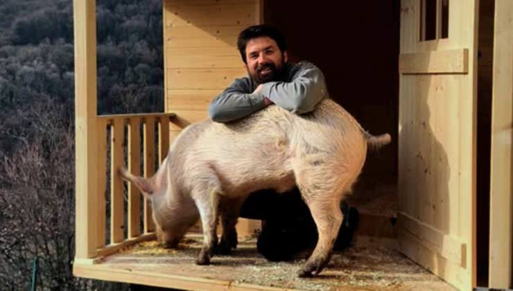 Maialino ospite della casa sull’albero di Pumba