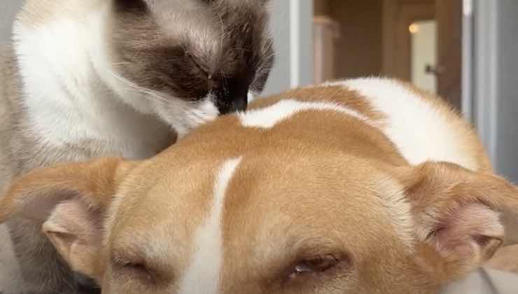 Il gatto Walter bacia il cane con gli occhi chiusi 