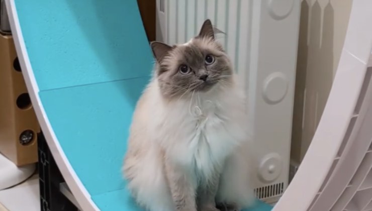 Gatto bianco e grigio con occhi chiari 
