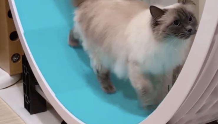 Gatto bianco cammina piano sulla ruota 