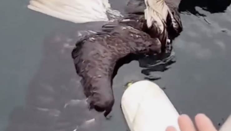 Uomo offre il suo aiuto a un aquila calva in acqua